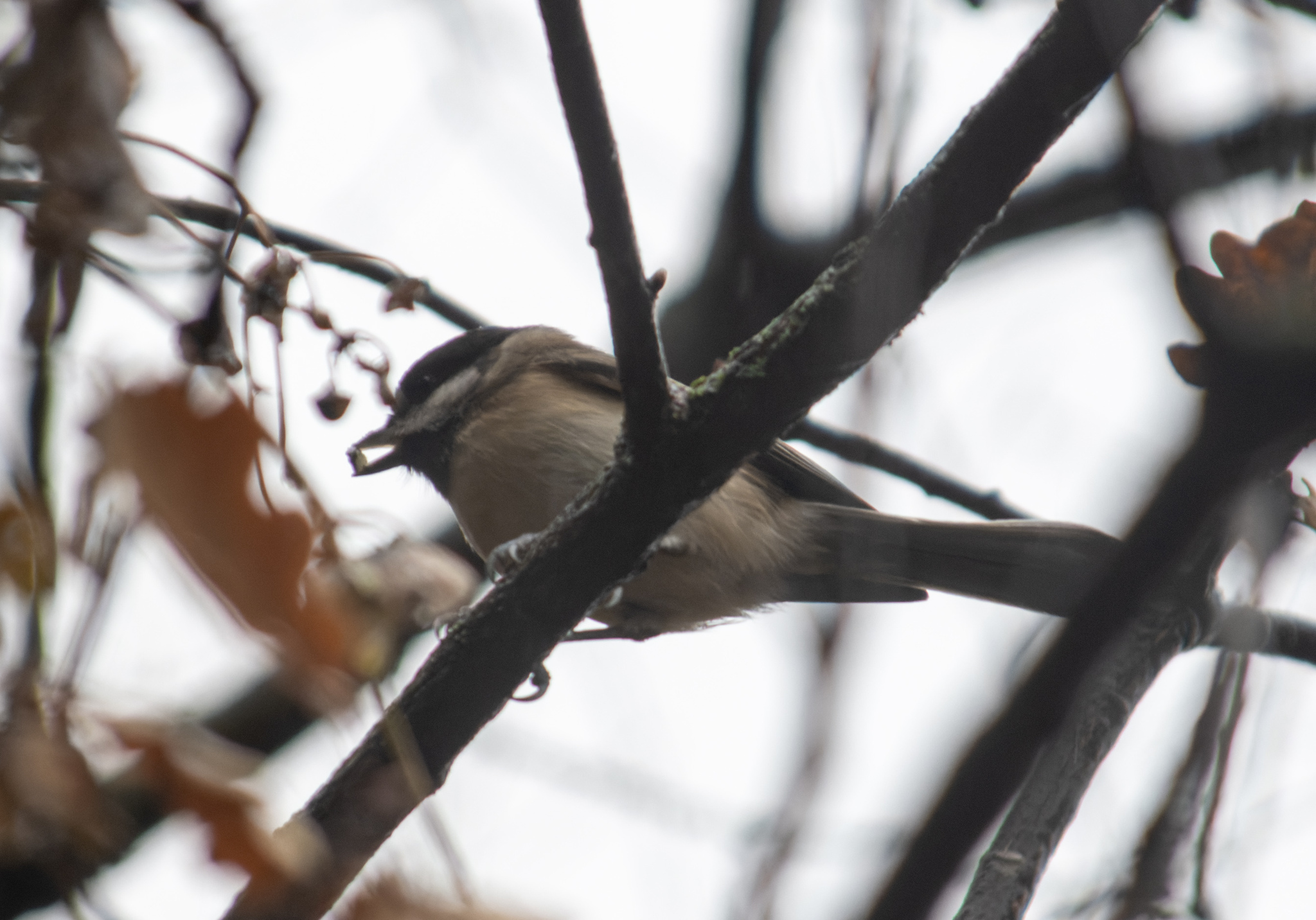 Sombre Tit (Poecile lugubris), photo 4