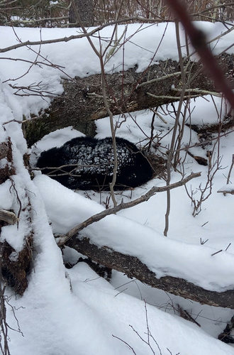 American Black Bear photographed in Wisconsin