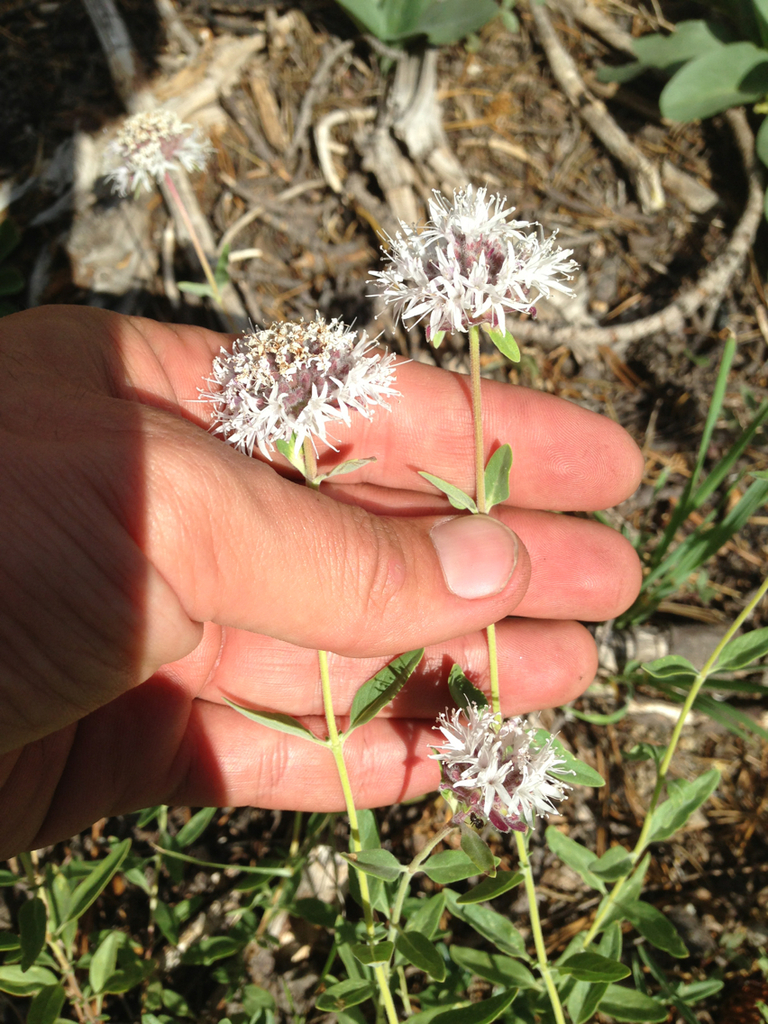 Monardella odoratissima, Lassen Volcanic National Park, Shasta County, US-CA, US
