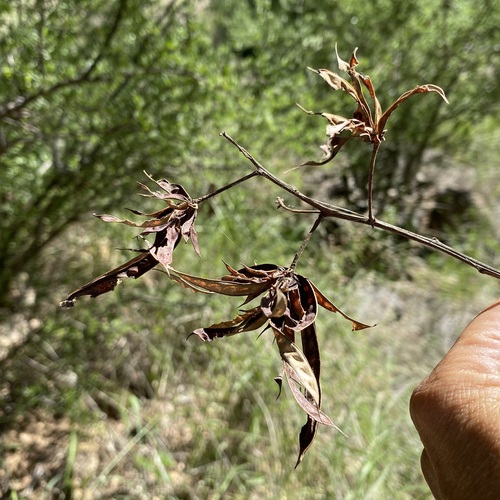 Image of Desmanthus bicornutus by (c) Sue Carnahan, some rights reserved (CC BY)
