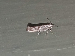 Argyresthia austerella