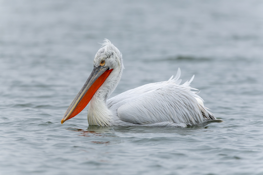 Dalmatian Pelican