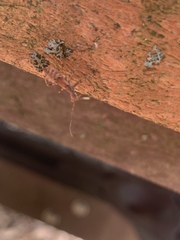 Leptoglossus occidentalis
