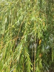 Salix