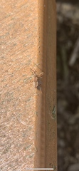 Leptoglossus occidentalis