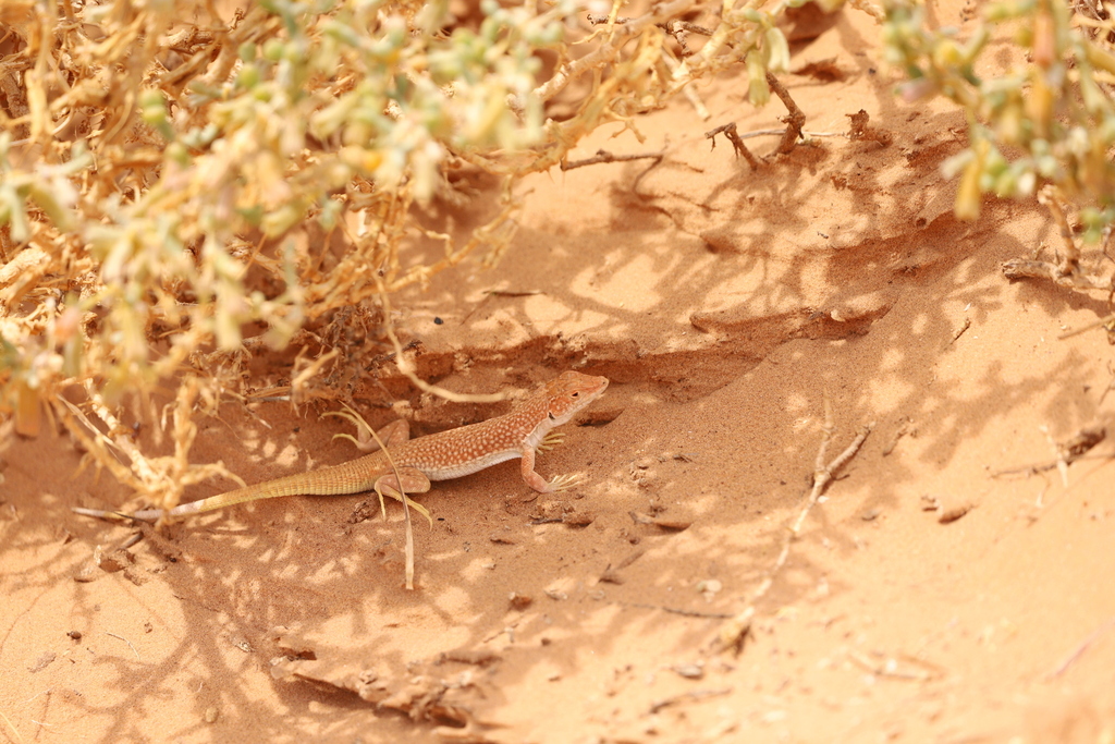 Long Fringe-fingered Lizard