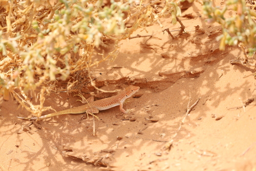 Long Fringe-fingered Lizard, Acanthodactylus longipes