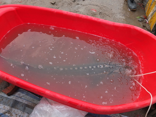 Amur sturgeon (Acipenser schrenckii) — Acipenseridae — 3