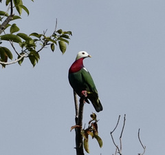 White-Headed Fruit-Dove photo 1