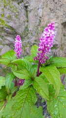 Phytolacca rugosa