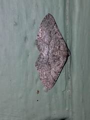 Hesperumia latipennis