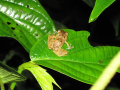 Pristimantis urichi