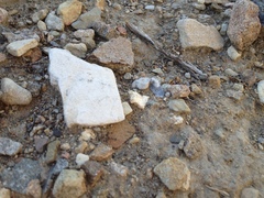 Dasymutilla gloriosa