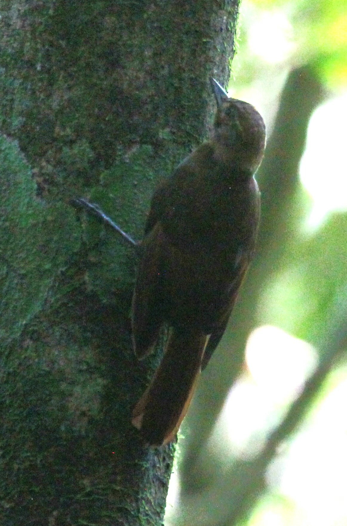 Tawny-winged Woodcreeper (Dendrocincla anabatina), photo 10