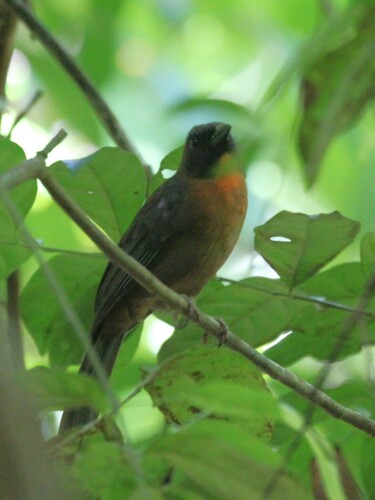 Black-cheeked Ant Tanager (Driophlox atrimaxillaris), photo 6