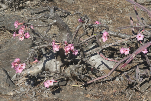 Adenium dhofarense (Adenium dhofarense)