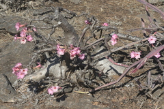 L'adenium Dhofarense Est Un Arbuste Succulent Originaire Du Yémen Et D'oman (Adenium dhofarense)