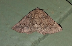 Sabulodes packardata