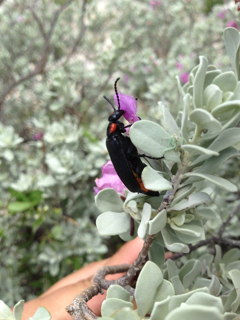 Diamond-head Lytta