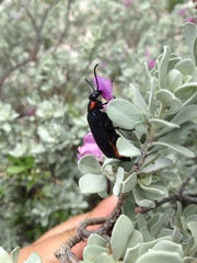 Lytta cribrata