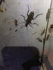 Epicauta atrivittata