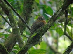 Malacoptila mystacalis