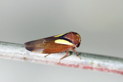 Balcanocerus provancheri