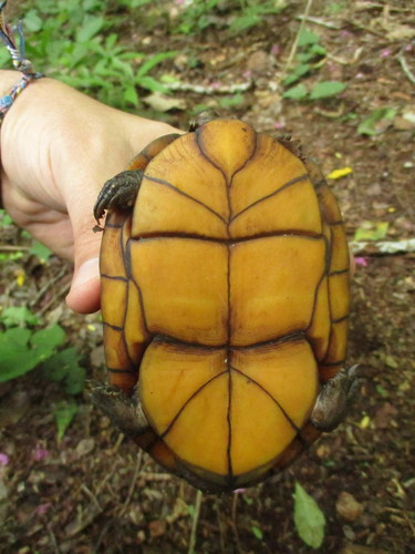 Creaser's Mud Turtle