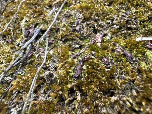 Sematophyllum demissum observed 2025-01-26