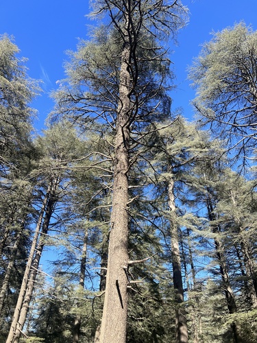 Cedrus atlantica — photo 3