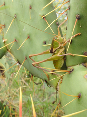 Pediodectes haldemanii