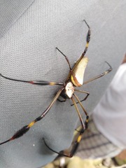 Trichonephila clavipes