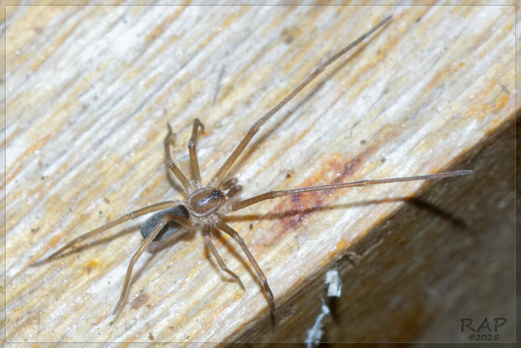 Pikelinia patagonica