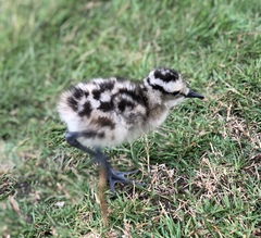 Numenius phaeopus phaeopus