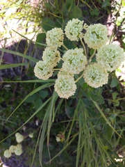 Oligogonum
