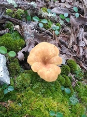 Albatrellus avellaneus