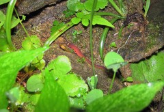 Macroperipatus torquatus