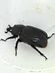 Dynastes septentrionalis