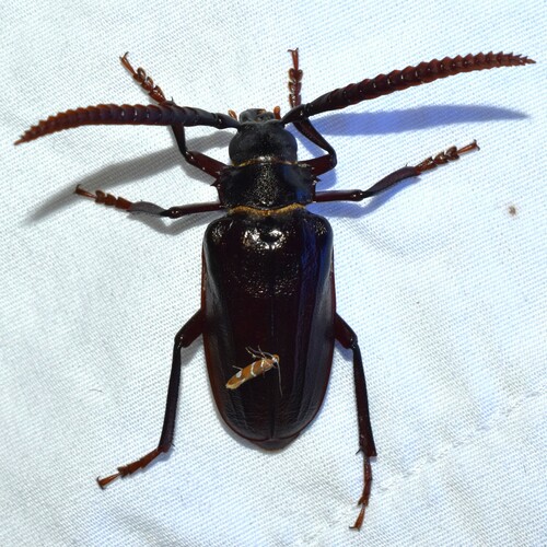Tile-horned Prionus photo 6
