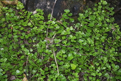 Lemmaphyllum