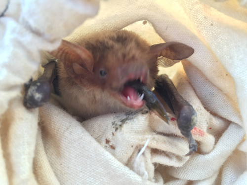 Fish-eating Bat