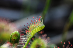 Drosera rotundifolia