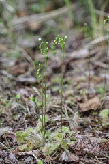 Drosera rotundifolia
