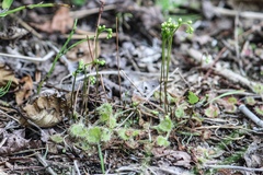 Drosera rotundifolia