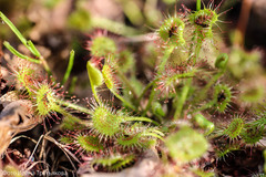 Drosera rotundifolia