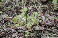 Drosera rotundifolia