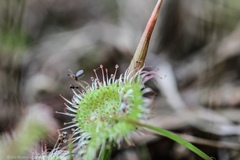Drosera rotundifolia