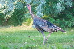Meleagris gallopavo intermedia