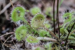 Drosera rotundifolia