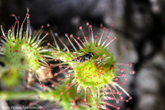Drosera rotundifolia